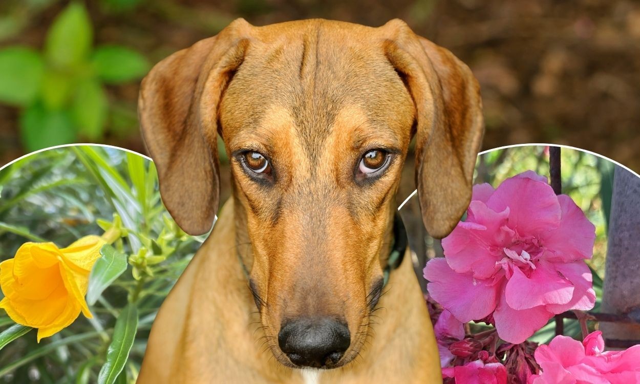 Plantas ornamentais podem representar risco para cães e gatos; entenda