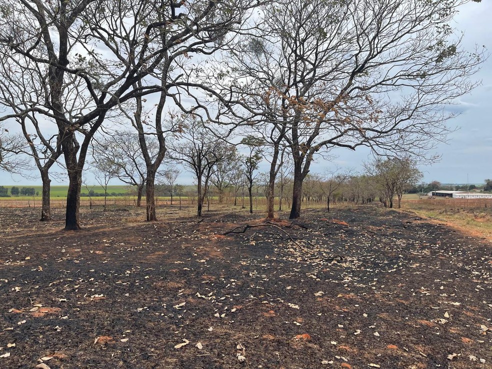 Usina sucroalcooleira é autuada em R$ 223 mil por incêndio em vegetação e árvores nativas, em Martinópolis (SP) — Foto: Polícia Ambiental