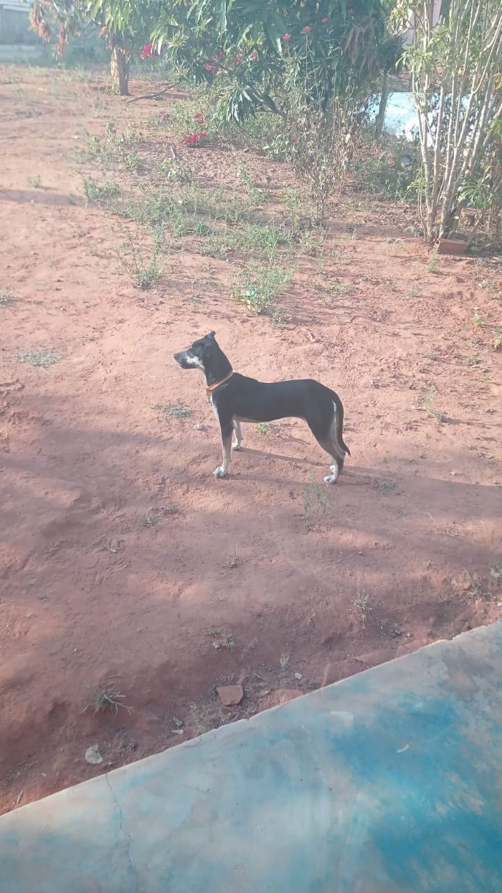 Síndico e zelador são indiciados após jogar cadela na lixeira de prédio em Maceió; animal foi adotado