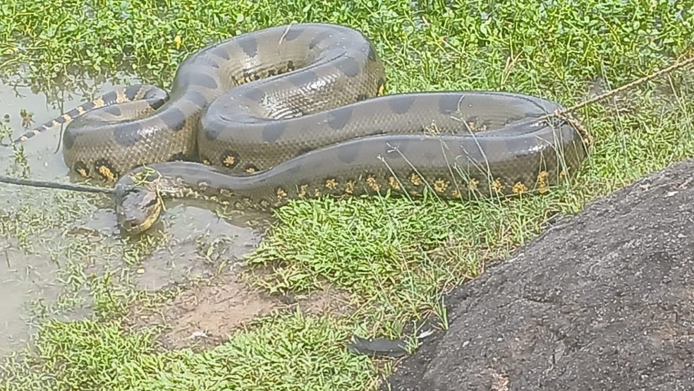 Serpente foi levada a uma área de mata afastada da zona urbana de Cruzeiro do Sul. — Foto: Reprodução/Corpo de Bombeiros