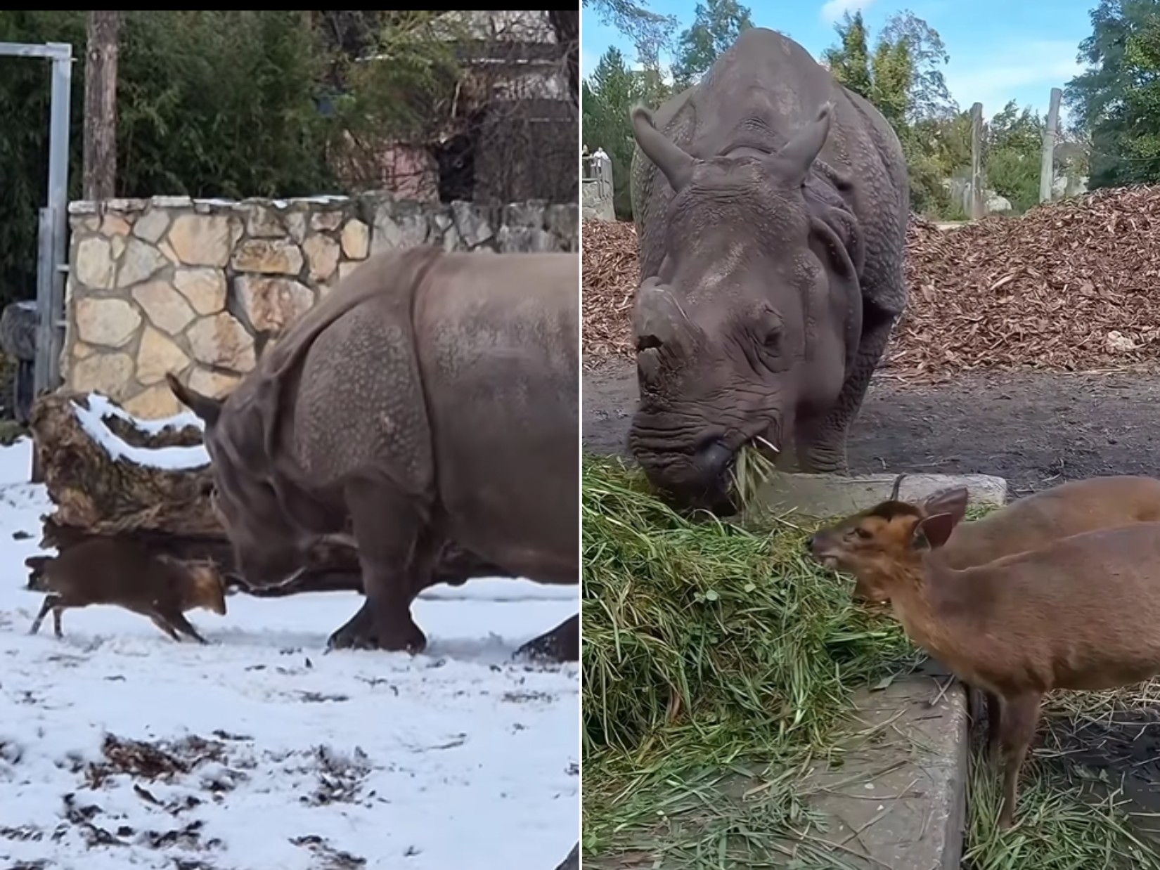 Pequeno veado desafia rinoceronte de 1,7 tonelada em zoológico da Polônia; cena fofa da 'batalha' viraliza