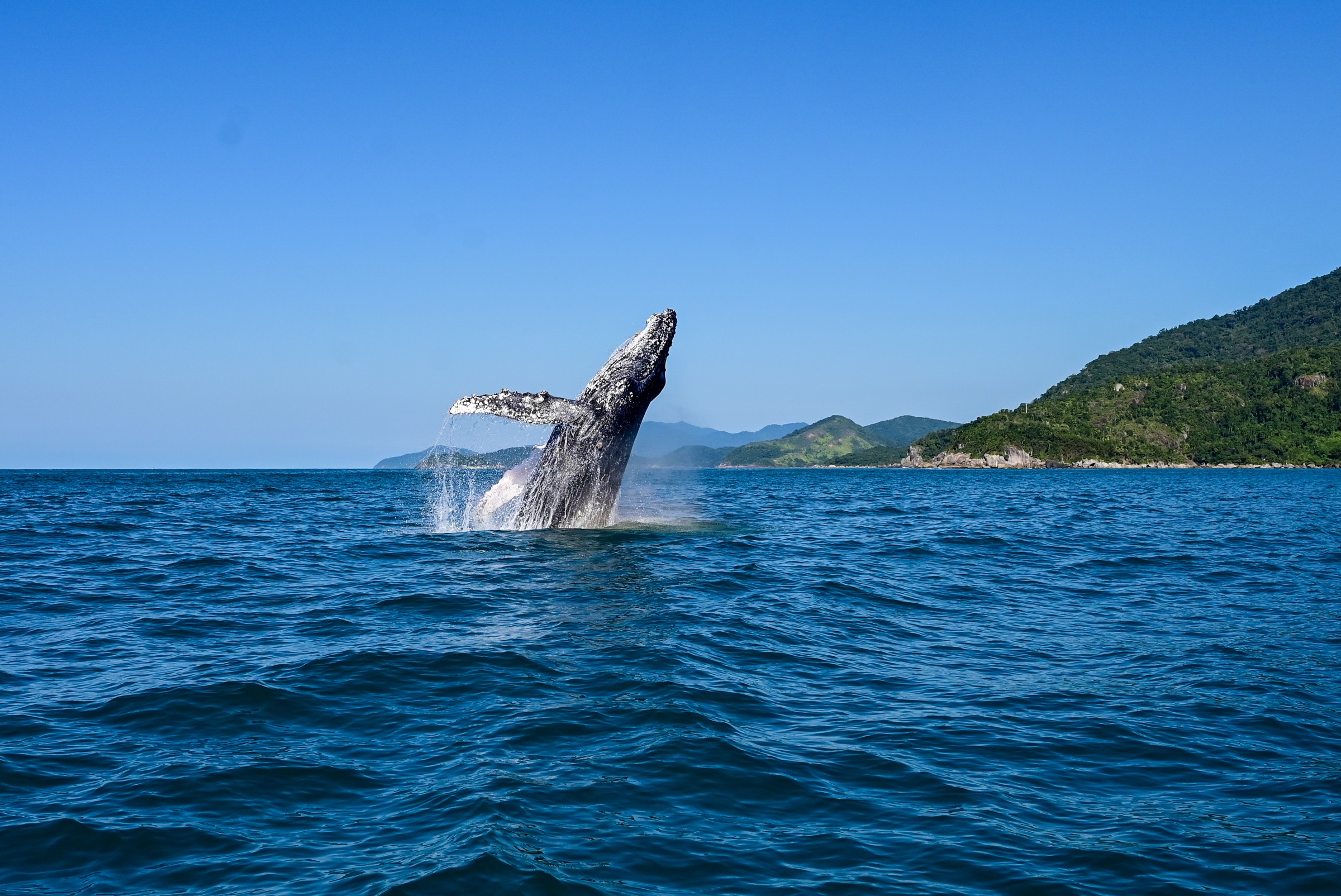 Temporada de baleias no Litoral Norte de SP começa em maio com reforço de drones e embarcações 