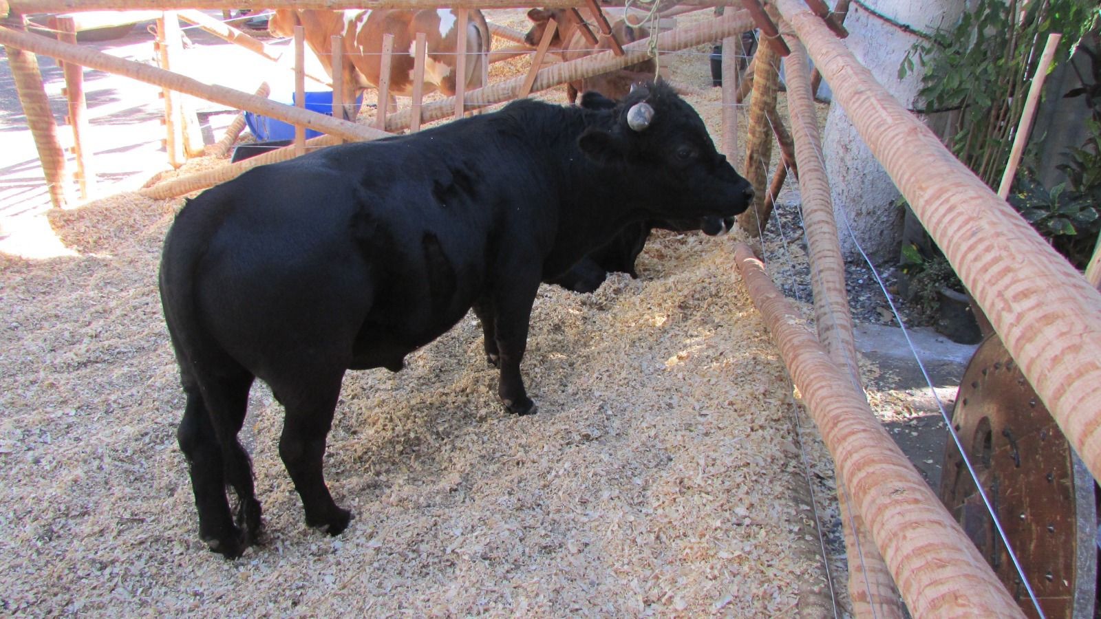 51ª Expomontes: Começa o prazo de inscrição para Minifazenda