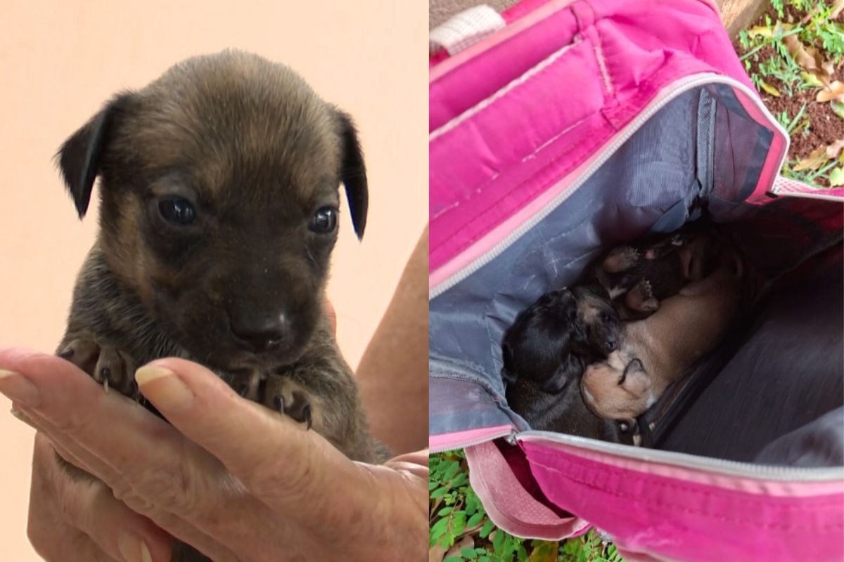 Filhotes de cachorro são abandonados dentro de mochila em calçada, no Paraná