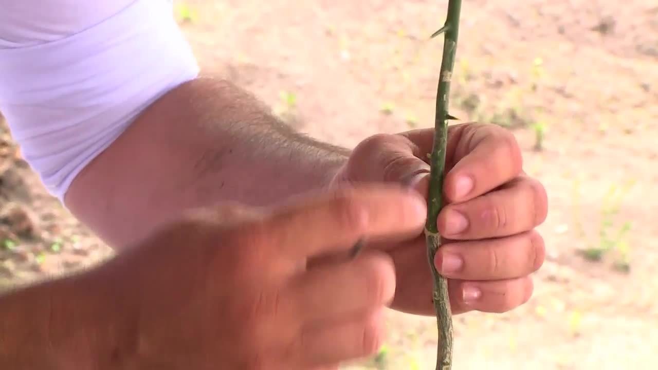 VÍDEOS: Gazeta Rural deste domingo, 9 de março