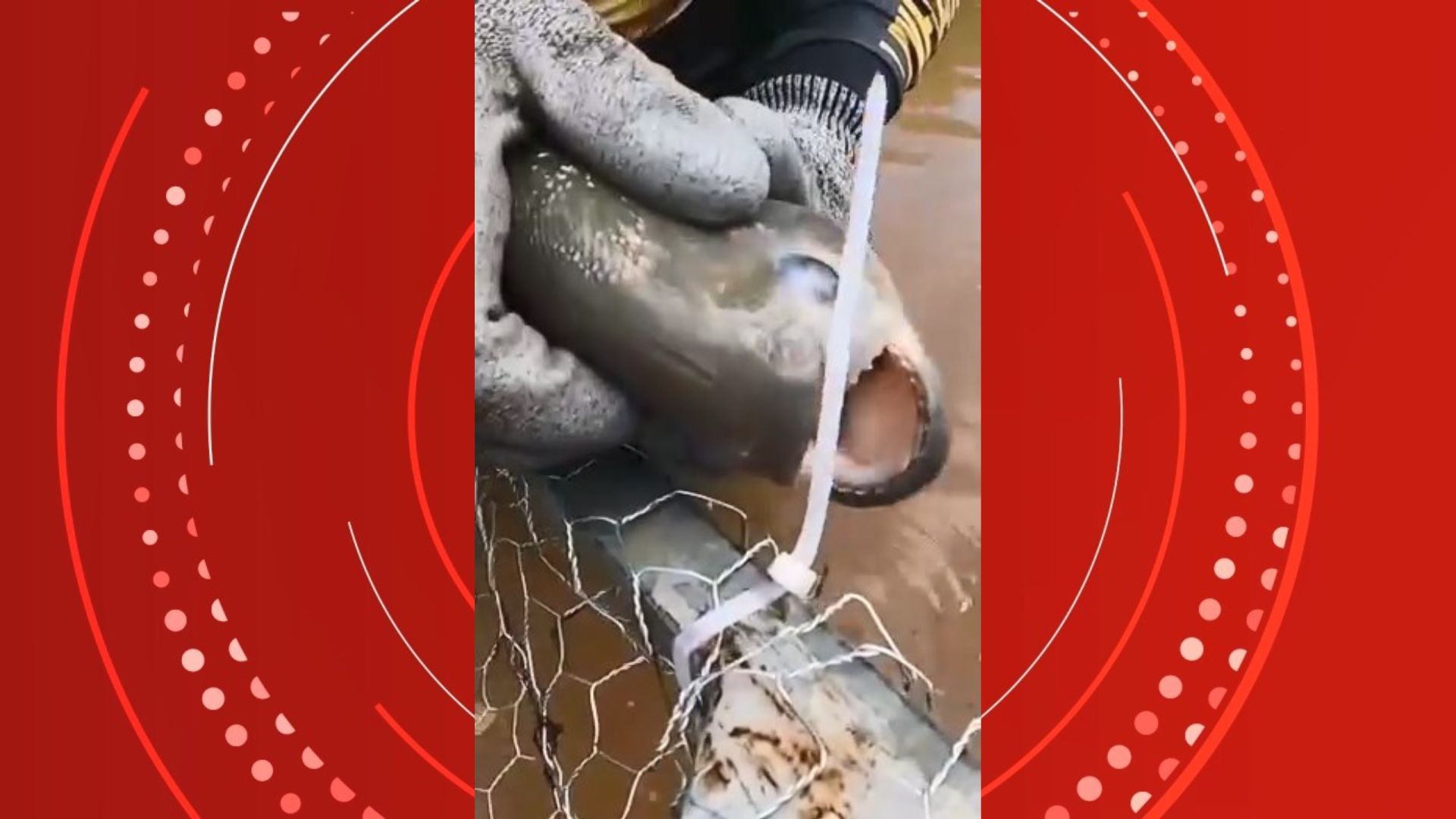 VÍDEO: Piranha corta armadilha de pesca com os dentes afiados e viraliza na internet