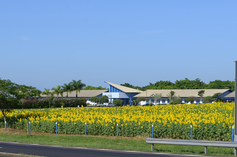 Campo de girassóis da empresa multinacional Alta Genetics — Foto: Alta Genetics/Divulgação