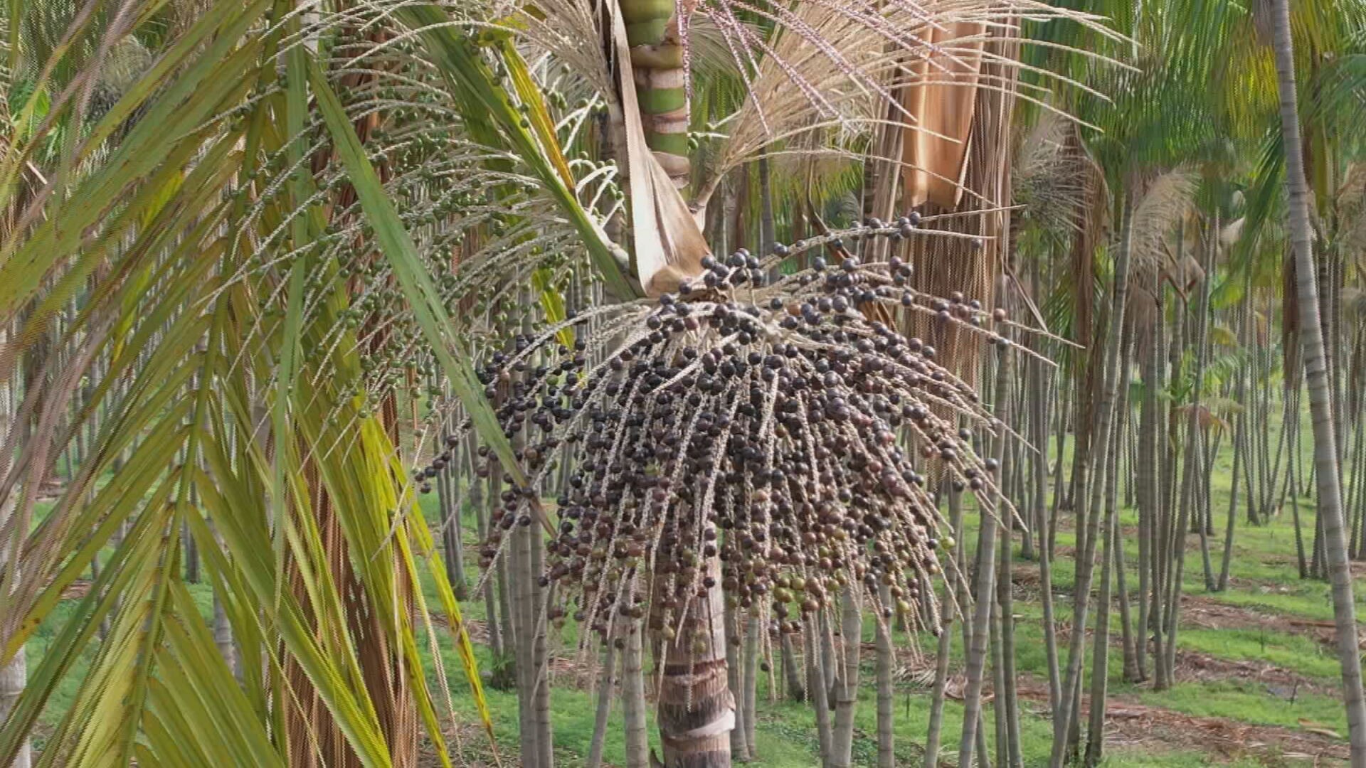 Produtores de São Paulo investem no cultivo de açaí