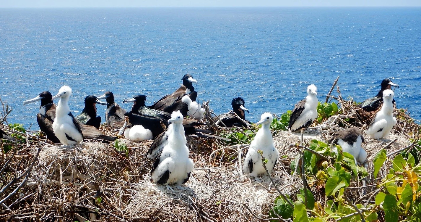 ICMBio alerta para evitar proximidade de aves em Fernando de Noronha por risco de transmissão de doenças