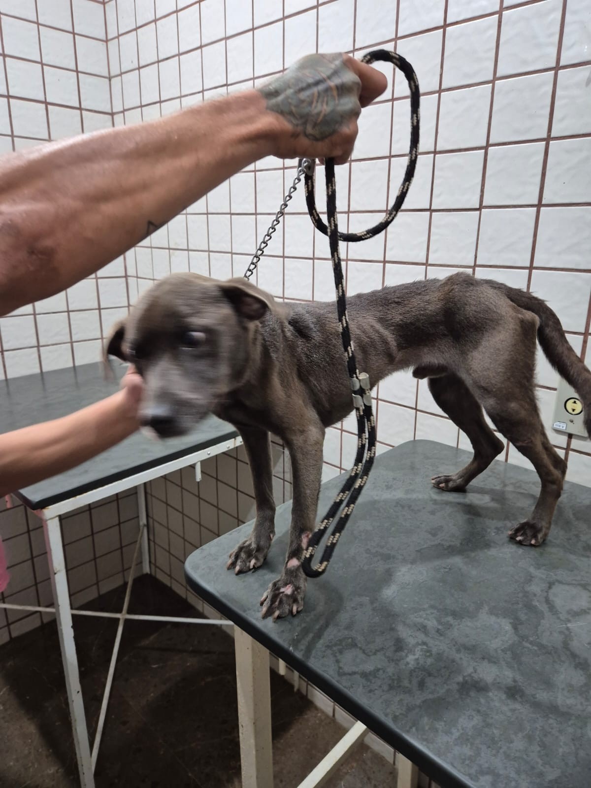 VÍDEO: cachorro é resgatado cheio de pulgas, anêmico e debilitado no interior de SP; tutor é preso