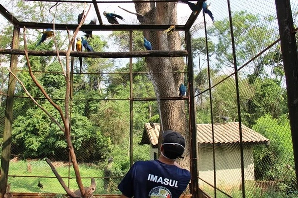 Araras ganharam banho de água em mangueira. — Foto: Reprodução