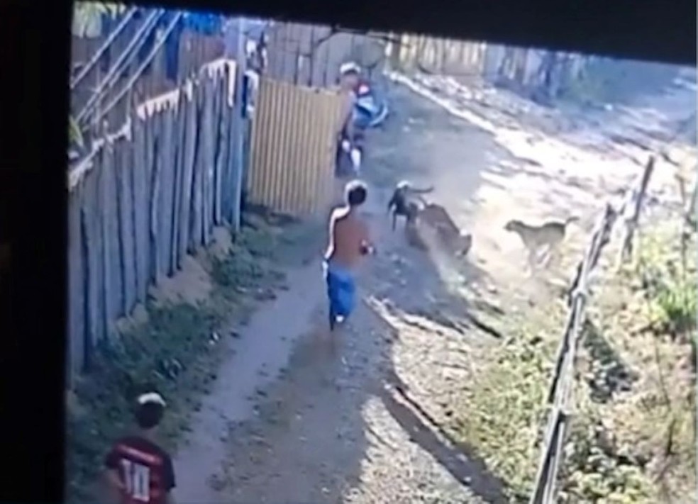 Homem é preso em Codó suspeito de atirar em cachorro. — Foto: Reprodução/TV Mirante