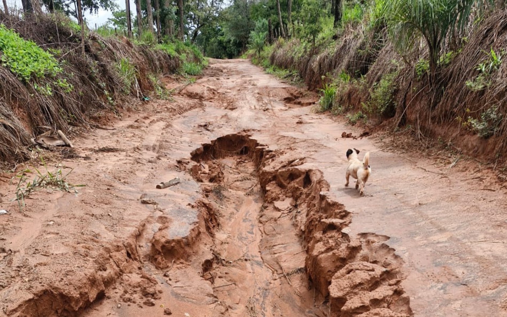 Moradores da zona rural de Barretos, SP, estão isolados há quatro dias após chuva forte