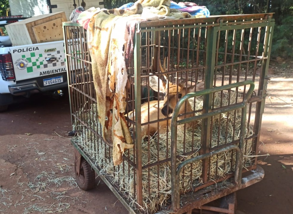 Cervo-do-pantanal foi atropelado em Panorama (SP) — Foto: Polícia Militar Ambiental