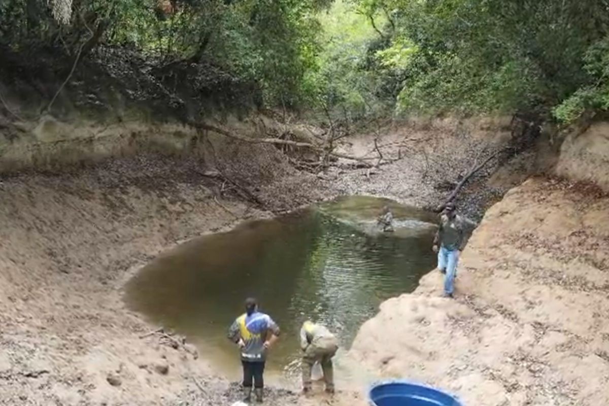 Trecho do Rio da Prata seca e mais de mil peixes são resgatados em MS; veja vídeo