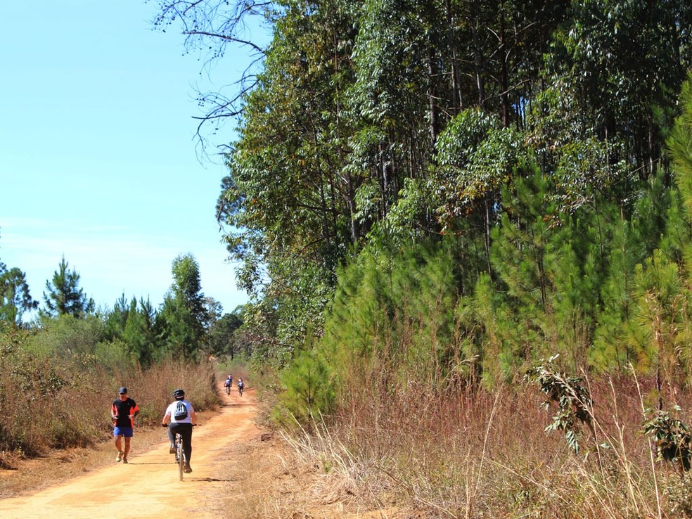 Trilha da Floresta Nacional de Brasília, no DF — Foto: Agência Brasil/Reprodução