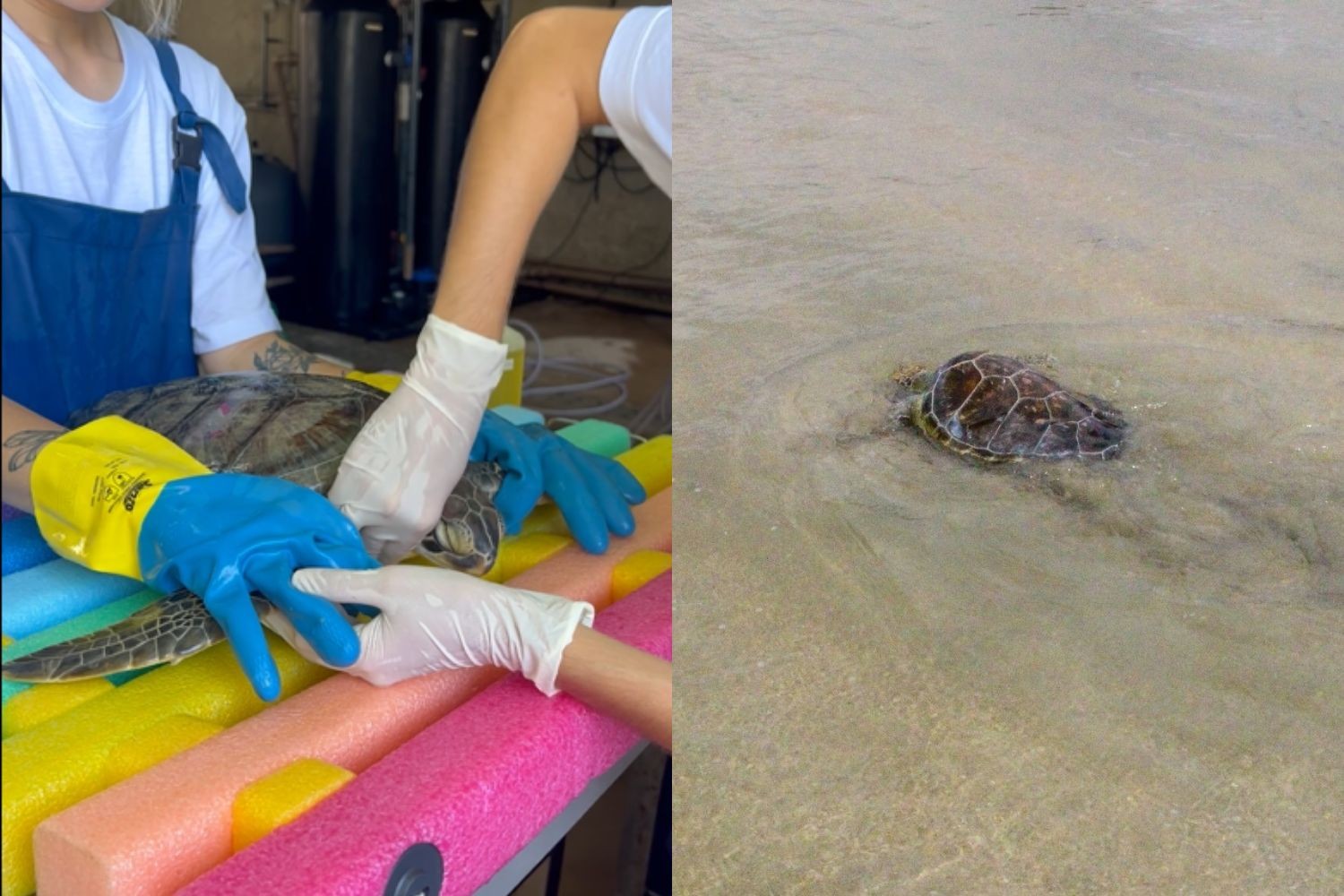 Tartaruga encontrada presa em rede de pesca é devolvida ao mar após sete meses de tratamento no litoral de SP; VÍDEO