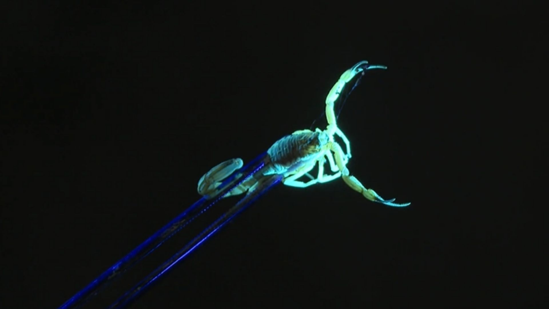 Bebê de 1 ano é picada por escorpião, fica em estado grave e é transferida de helicóptero no ES