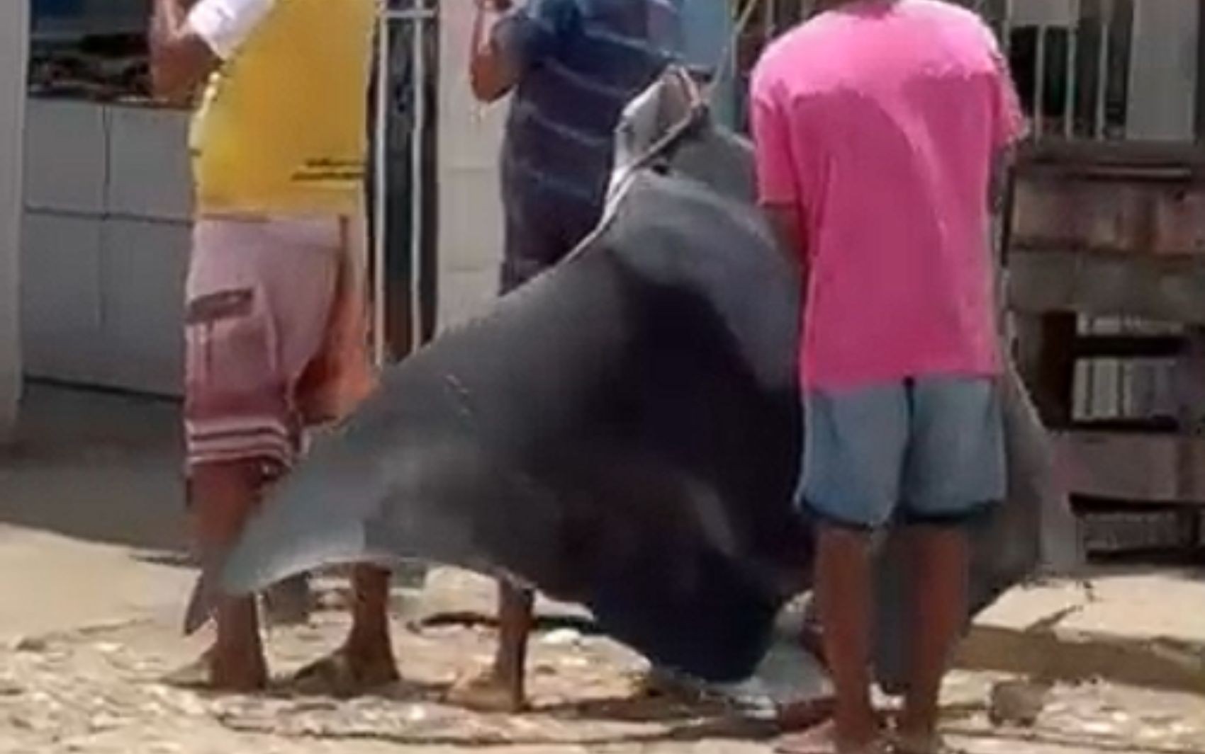 Arraia gigante é encontrada por pescadores de São Cristóvão