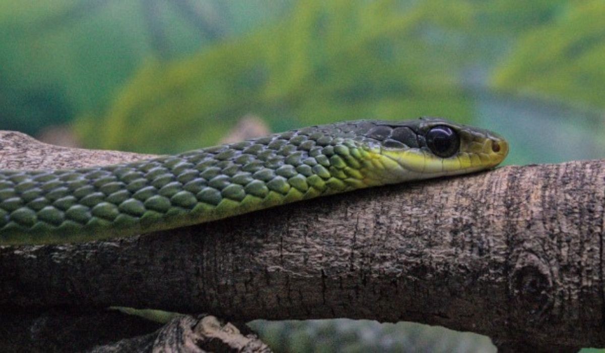 Funcionários encontram serpentes dentro de creche municipal de Rio Branco 