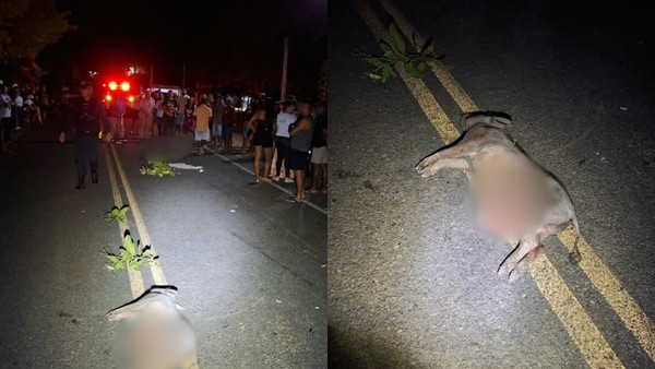 Acidente de moto em Boa Hora (PI): homem morre ao colidir com porco | G1
