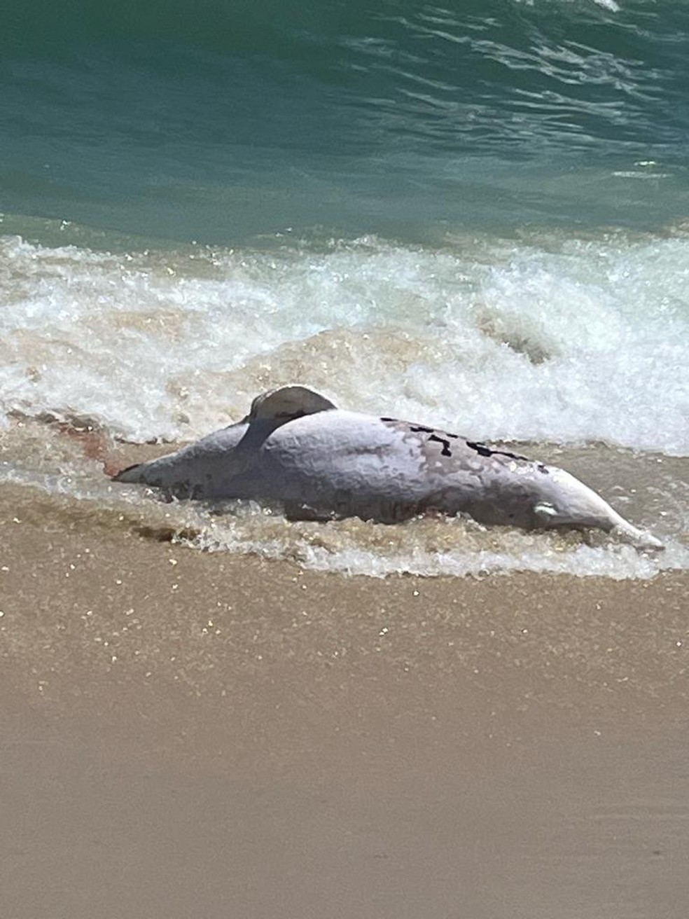 Animal marinho é encontrado morto em praia do Rio — Foto: Reprodução