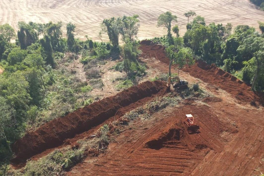 Desmatamento da Mata Atlântica cai 78% em um ano no Paraná, segundo relatório