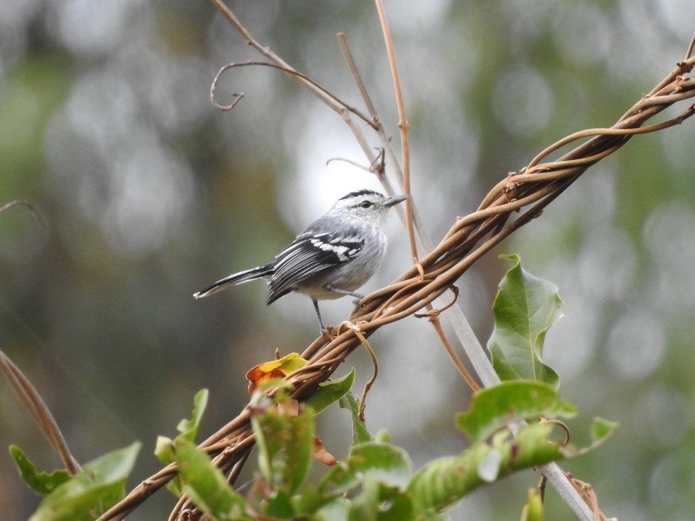 Pássaro raro é avistado em plantação de eucalipto em Três Lagoas — Foto: Eldorado Brasil/ Reprodução 