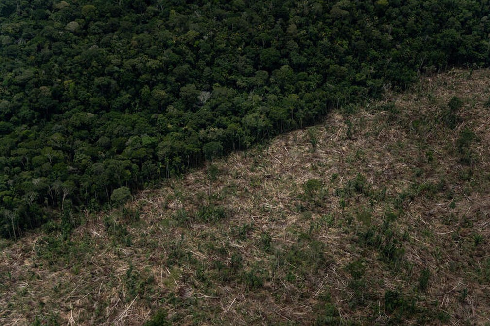 Desmatamento na Amazônia teve queda de 60% em janeiro de 2024, em relação ao mesmo período do ano passado. — Foto: Greenpeace/Divulgação
