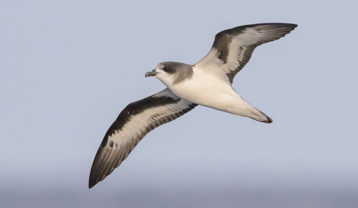 A ave que 'ressuscitou' após 300 anos; conheça a Bermuda Petrel, o pássaro que vive no mar