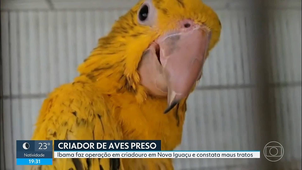 Criador de aves é preso pelo Ibama em Nova Iguaçu por maus-tratos e comércio ilegal