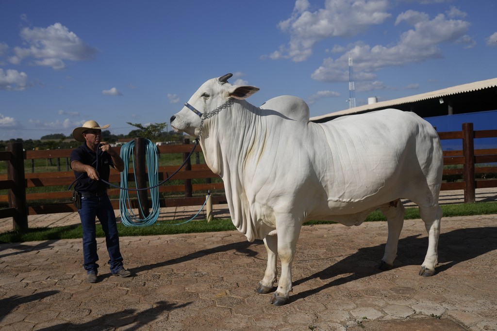 Por que uma vaca brasileira se tornou a mais cara do mundo