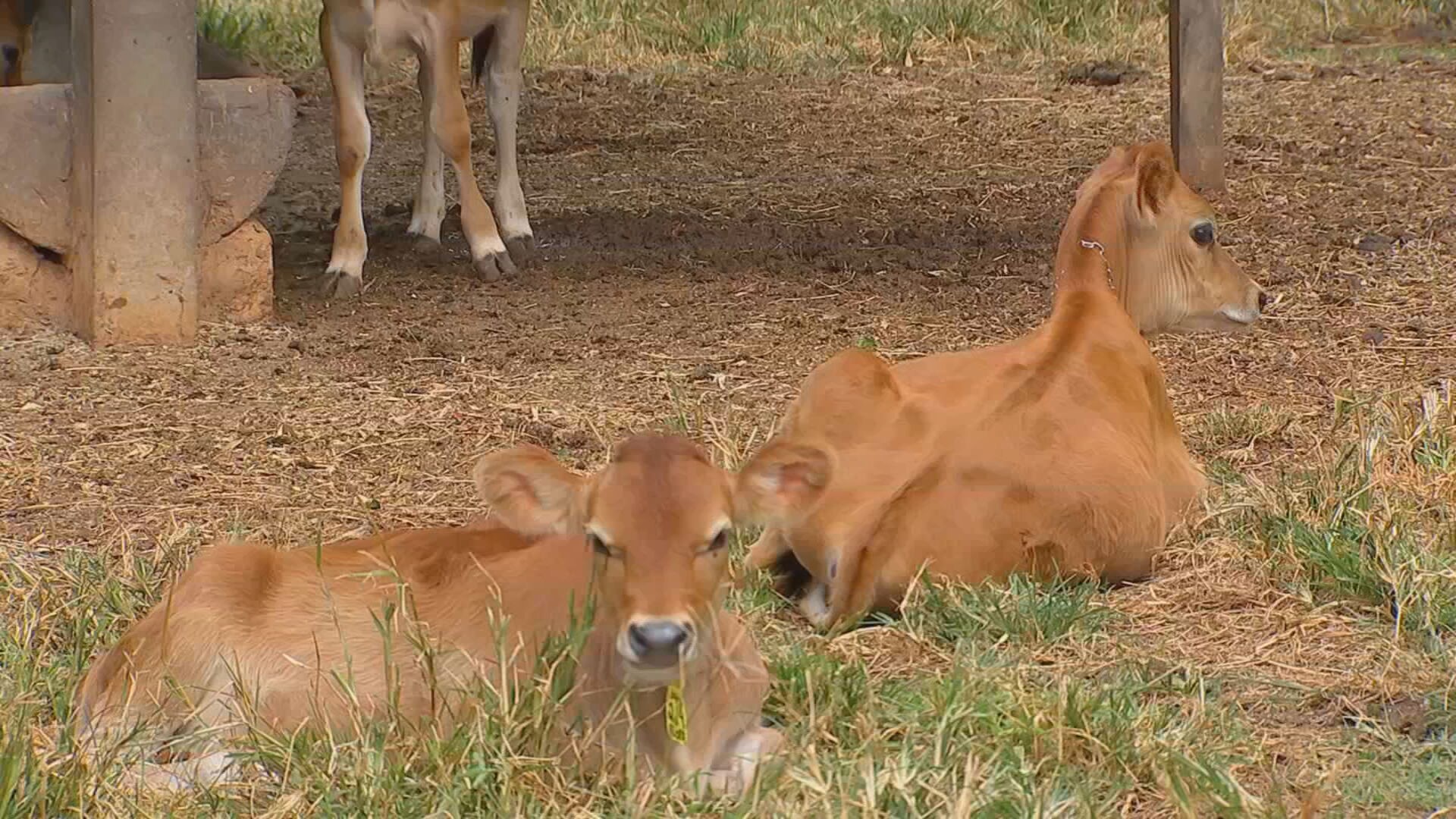 Você Não Tá Convidada pro Meu Bat Mitzvá!
