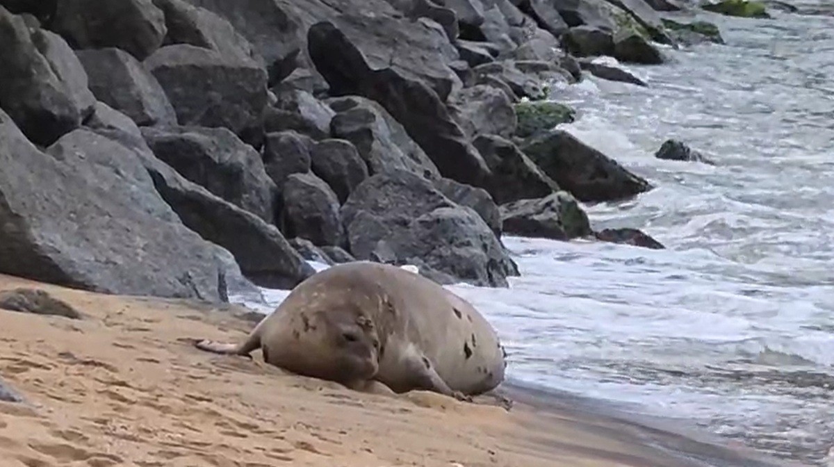 Elefante-marinho de mais de 4 metros aparece na Praia da Imbetiba, em Macaé