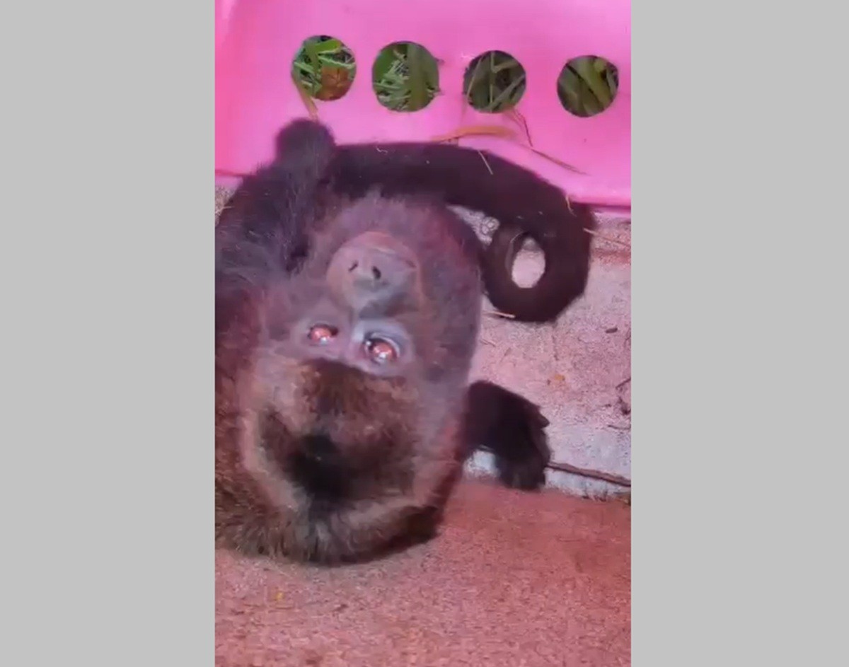 Macaco bugio é resgatado com ferimentos às margens de rodovia em Cabo Frio