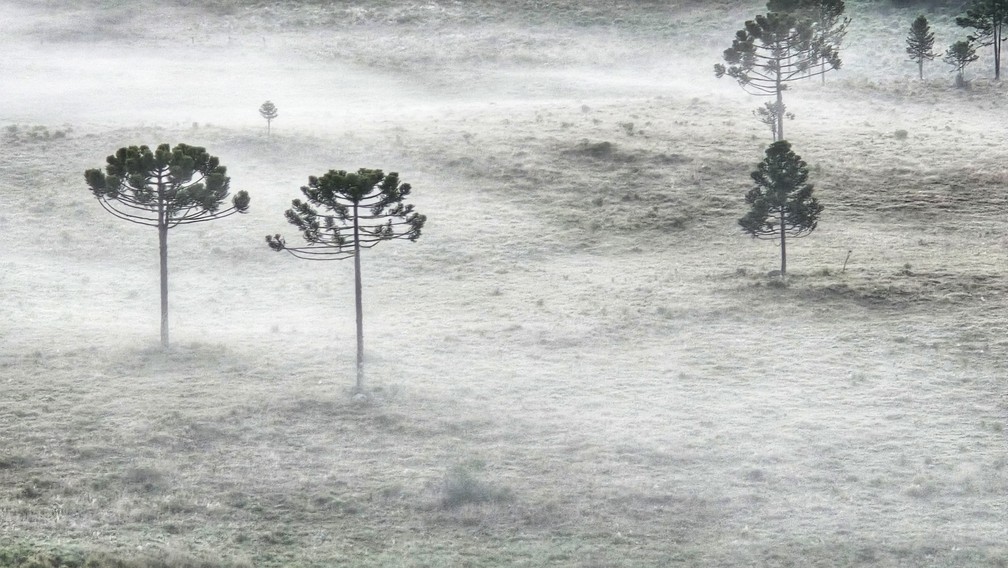 Geada em São Joaqui nesta quinta-feira (30) — Foto: Mycchel Legnaghi/@saojoaquimonline