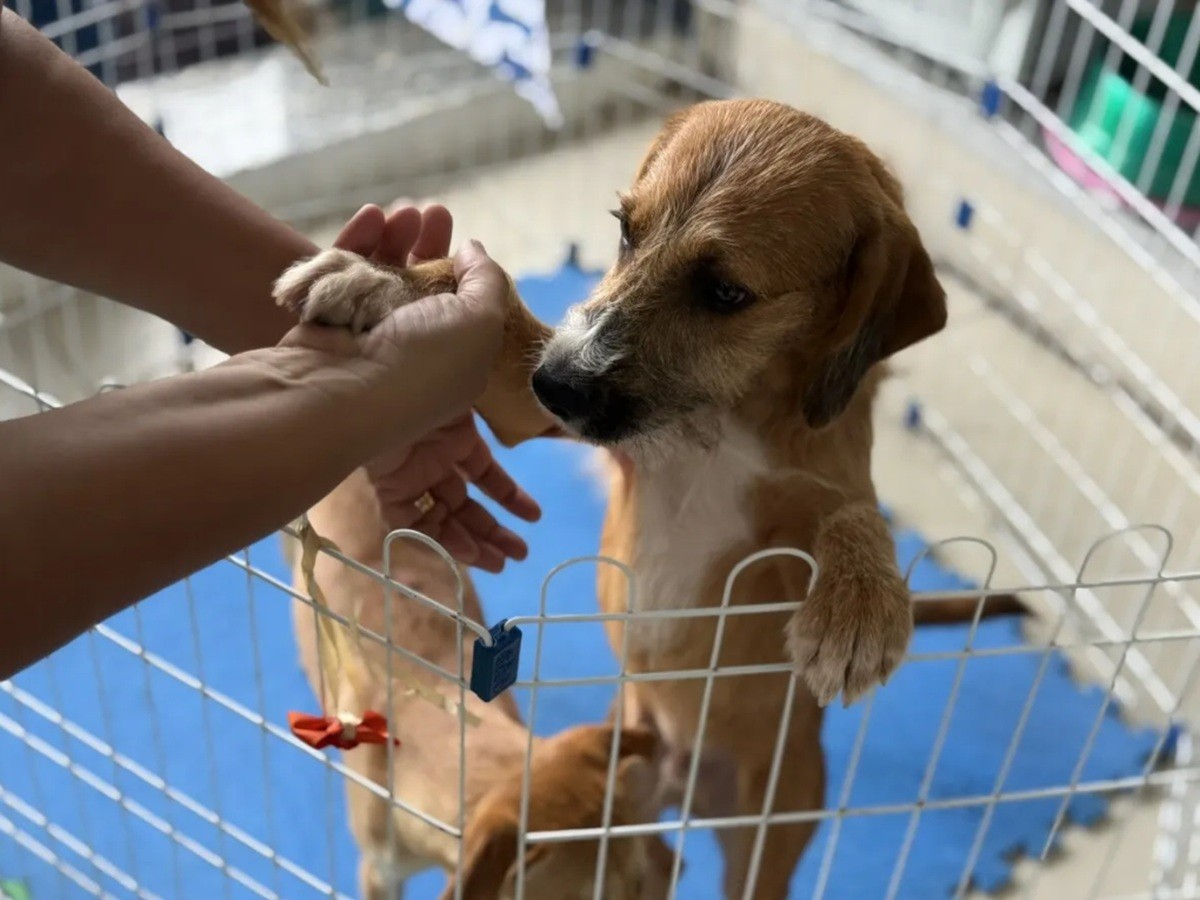 Feira de Adoção Animal terá vacinação antirrábica gratuita em Cabo Frio 