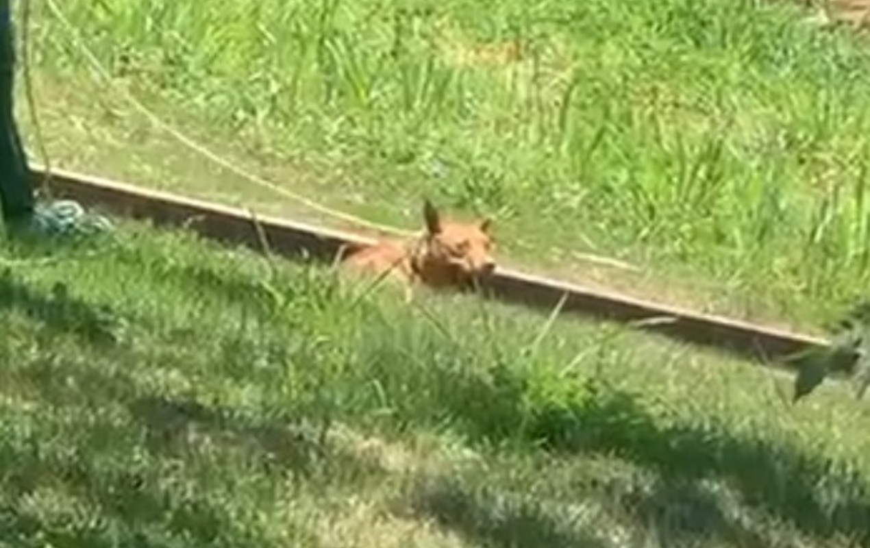 Cachorro fica preso em lago e é içado por equipe de resgate em Sorocaba