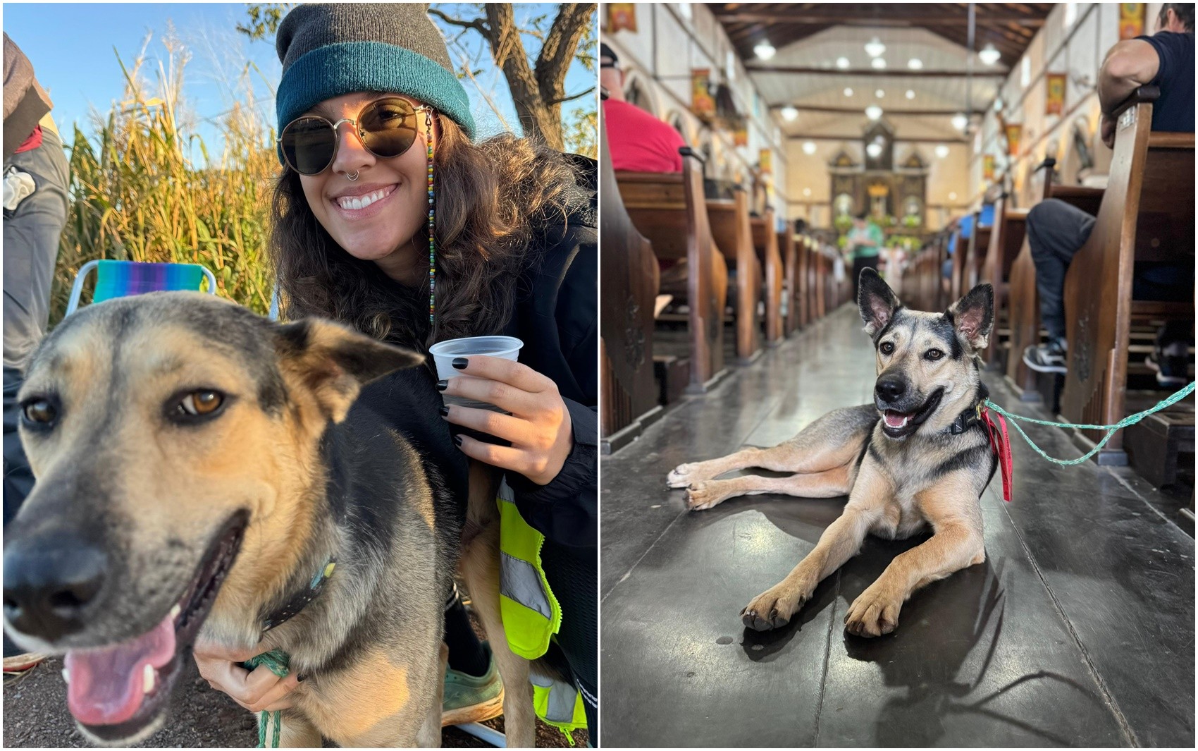 Cadela é adotada após seguir romeira por 150 km até a Festa do Divino Pai Eterno; vídeo