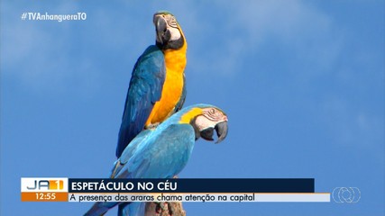 Presença de araras chama atenção de palmenses; veja