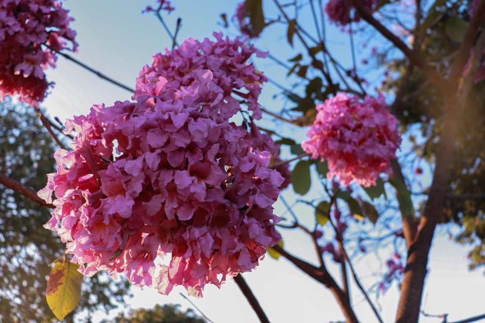 Características da primavera já começam a ser sentidas em setembro. — Foto: Maria Júlia Araújo/g1