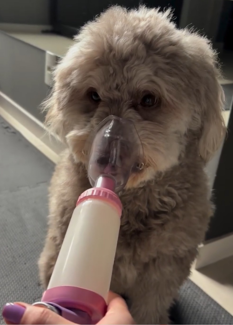 Cachorrinha Luna usa bombinha de asma infantil para tratar bronquite — Foto: Reprodução/Redes Sociais