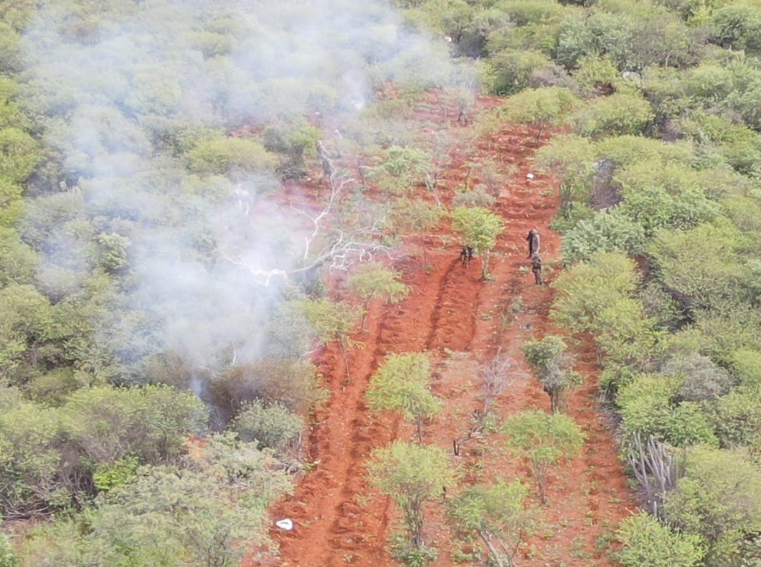 Plantação de três mil pés de maconha é destruída pela polícia no norte da  Bahia