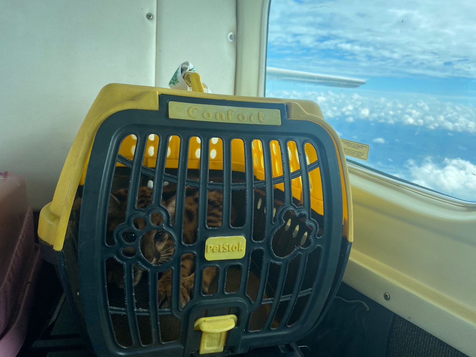 Filhotes de onça-parda resgatados no PA voam mil quilômetros até centro onde serão reintroduzidos na natureza