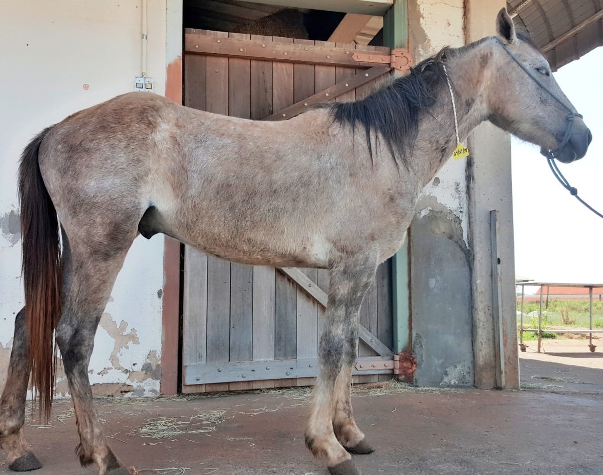 Cavalo estrupando mulher