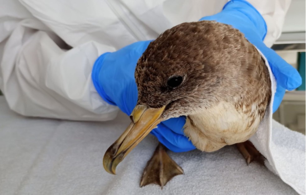 Fundação Mamíferos Aquáticos alerta para período de migração de aves em Sergipe — Foto: FMA