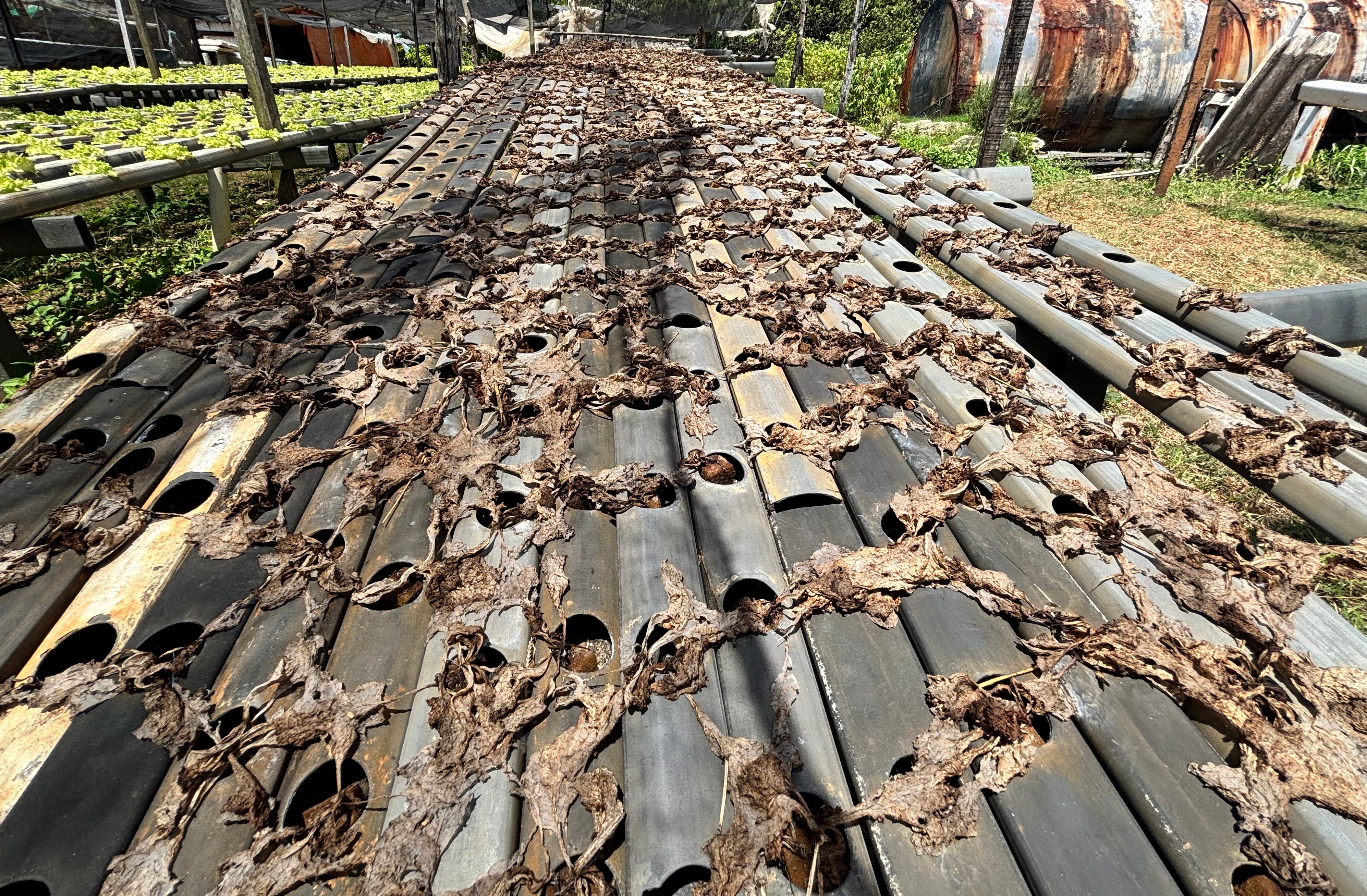 IPA aponta poeira como causa da perda de 76 mil pés de hortaliças em Fernando de Noronha