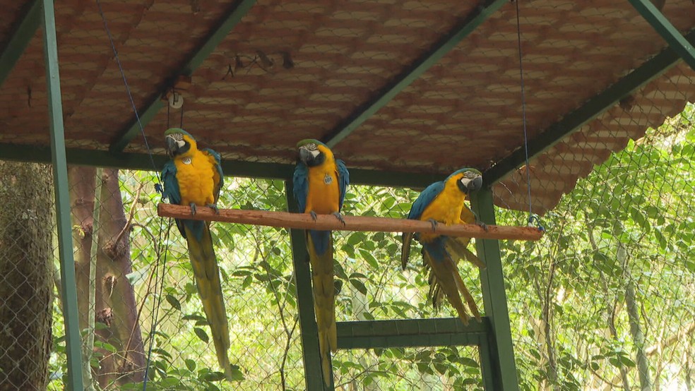 Araras-canindés em fase de readaptação no Parque Nacional da Tijuca antes de voltarem à natureza — Foto: Reprodução/TV Globo