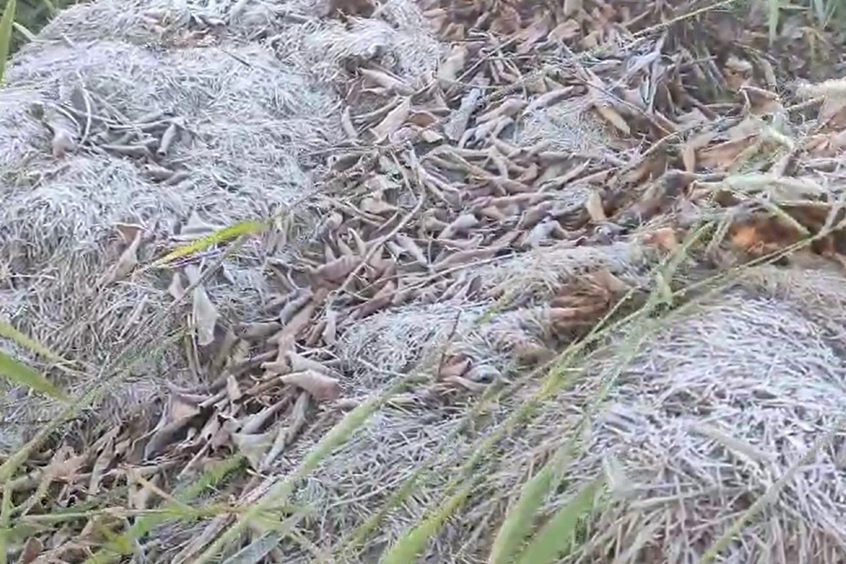 Campos congelados: cidades têm geada na madrugada e temperaturas perto de 0ºC em MS