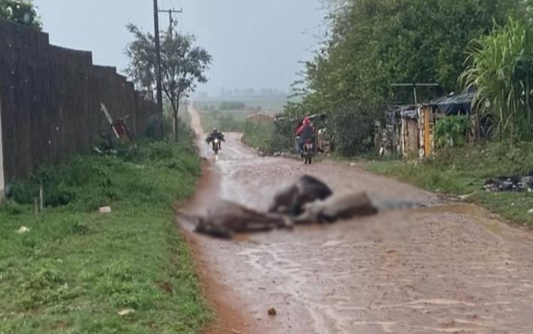 Cavalos morrem eletrocutados em Nossa Senhora de Glória